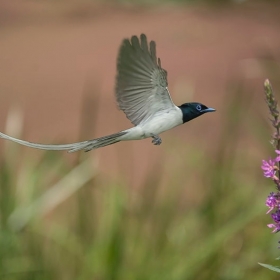 长尾巴_鸟_航海王基德