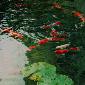 新兵蛋子献美 《青莲锦绣图》