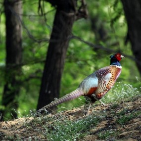 悠悠野鸡沙坡飞