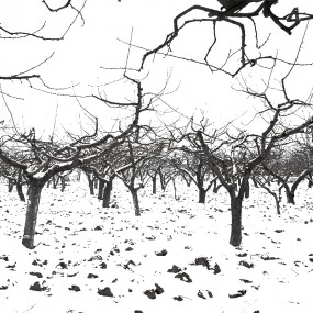 冬天桃树也疯狂