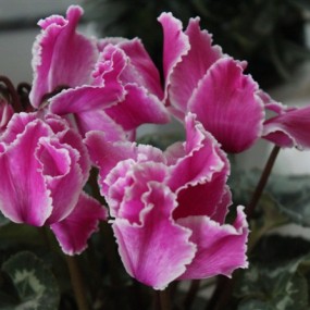 植物园中一点红