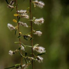 柳花漫天作飞雪