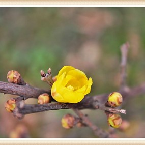 凝寒绽放第一花