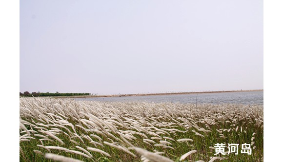 又是一年芦苇摇曳时....