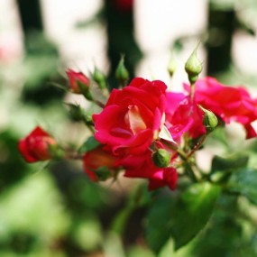 一点嫣红出篱笆