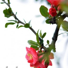 【海棠依旧迎春风】