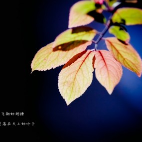叶子 是不会飞翔的翅膀
