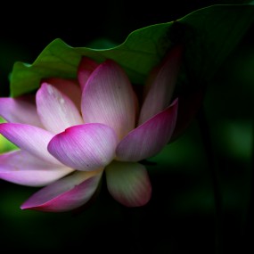 【映日荷花别样红】