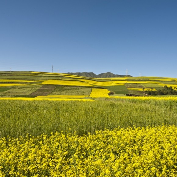 西宁油菜花