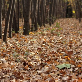 风叶秋1------风起、叶落、秋至