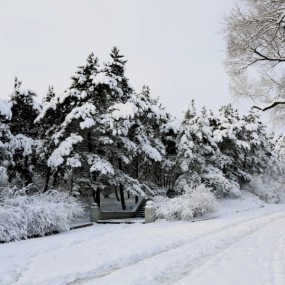 乱枝难耐纤纤雪 独有青松挺且直