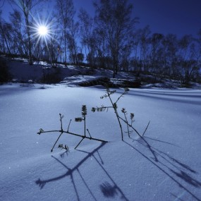 qunsu的作品欣赏-------《金色的格纳斯》苏群