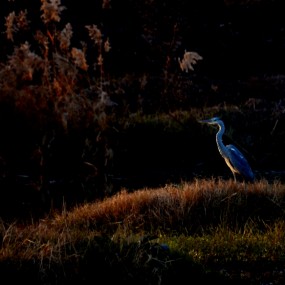 夕阳西下的浐灞湿地