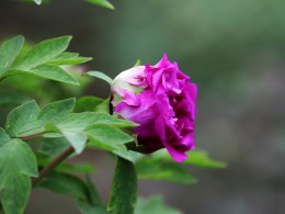 青龙寺牡丹初妍