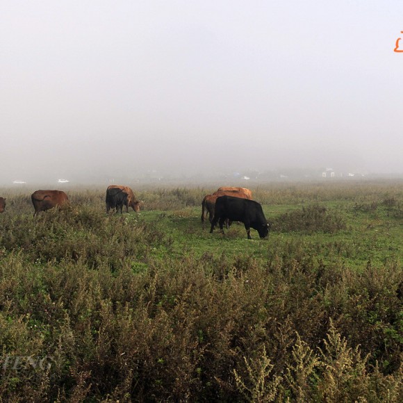 迷人的的神农架大九湖风光