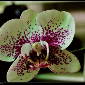 我家阳台仍在盛开的君子兰，请指导