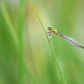 荷塘系列-豆娘1