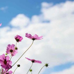 云南、虎跳峡徒步