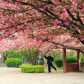 楼下的樱花开了