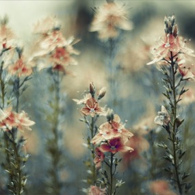 森林里的植物世界（12）