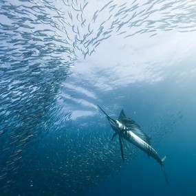 2010年最佳海底摄影选
