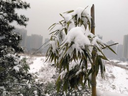 一夜白絮飞   万树梨花开