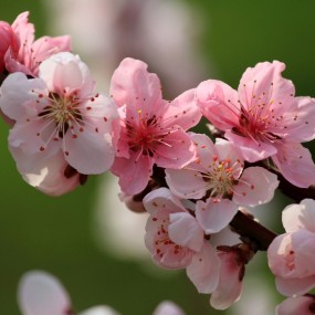 桃花朵朵（2015）