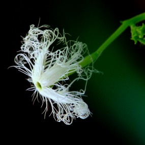 你看这是什么花？