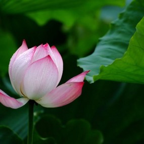 新的logo，感谢航海王