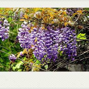 【习 拍】 春 —— 紫  藤