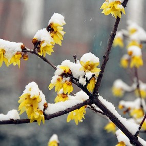 西安雪中腊梅