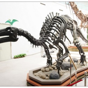 自然博物馆的恐龙骨架