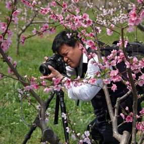 在那桃花盛开的地方