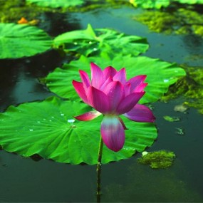 粉光花色叶中开