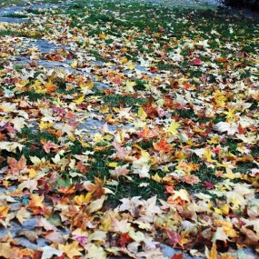 霜叶红似二月花