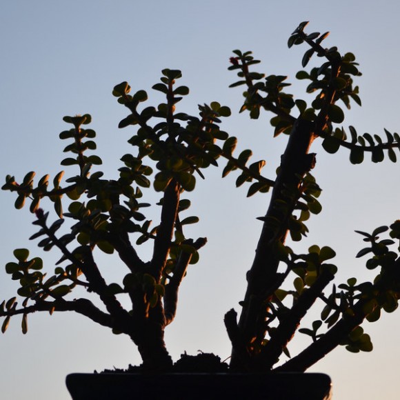 冬日楼顶上的落日