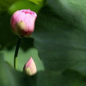 大唐芙蓉园 。荷花
