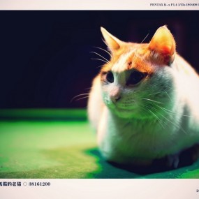 【12-12 佳能活动】两位美女；两件马甲！