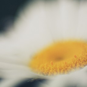 摄影师Megan Breukelman精彩微距摄影作品