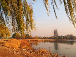 初冬霸柳与长安塔