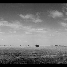 一只鸟，一棵树，一条河及两匹马