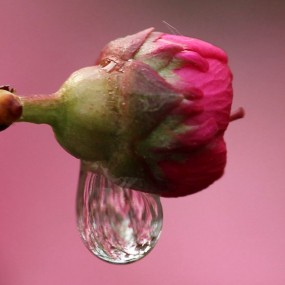雨露滋润花朵艳