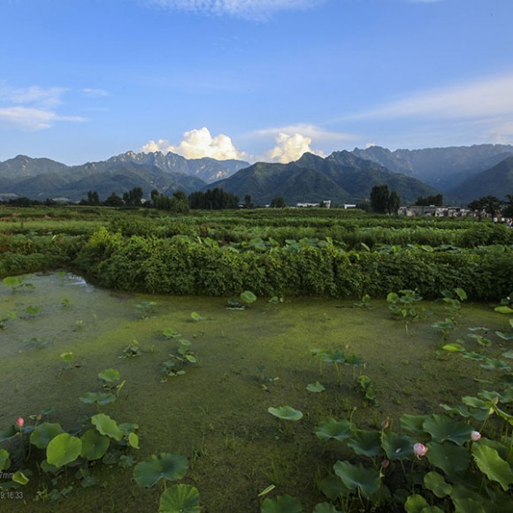 农家‘’荷‘’夕阳