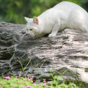 环城公园遇到一只小白猫