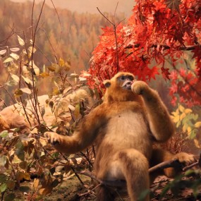 电视塔下的自然博物馆