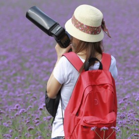 让人郁闷的“薰衣草庄园”