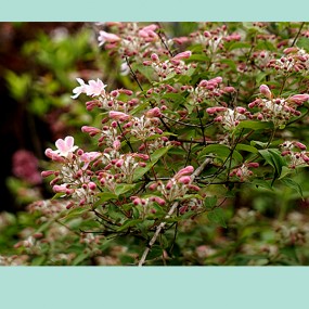 【习 拍】少 见 的 猬 实 花