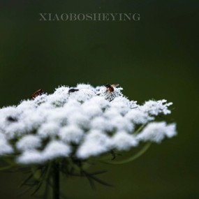 花虫争艳《长枪拍微距》