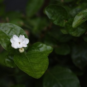 茉莉花