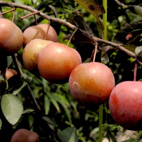 秦岭黄峪沟随拍